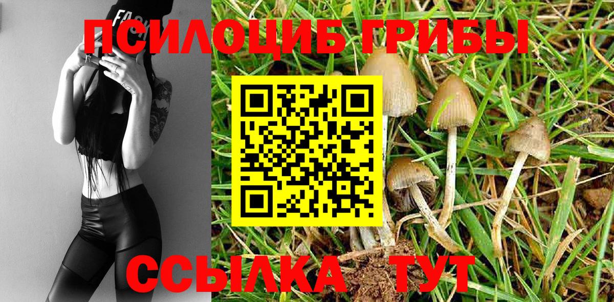 Псилоцибиновые грибы Psilocybe Люберцы
